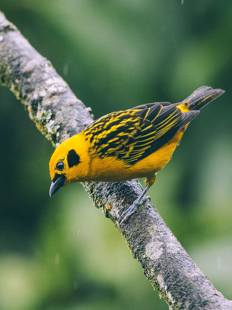 Colombia Birdwatching travel guide: where to do birding in Colombia