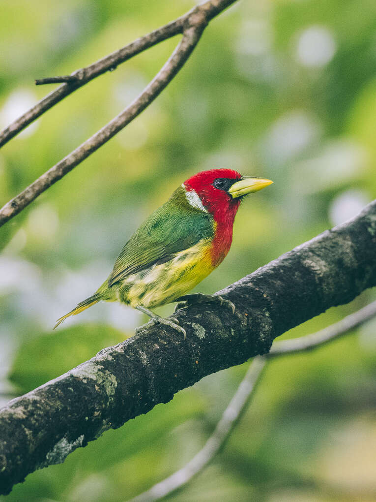 Colombia Birdwatching travel guide: where to do birding in Colombia
