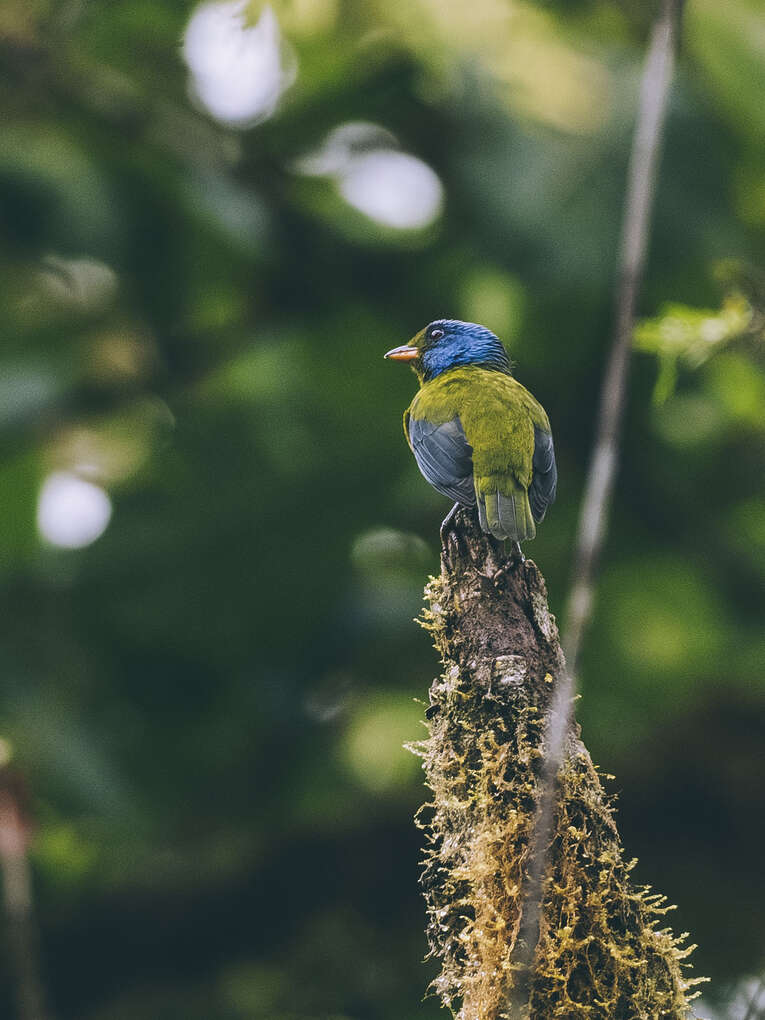 Colombia Birdwatching travel guide: where to do birding in Colombia