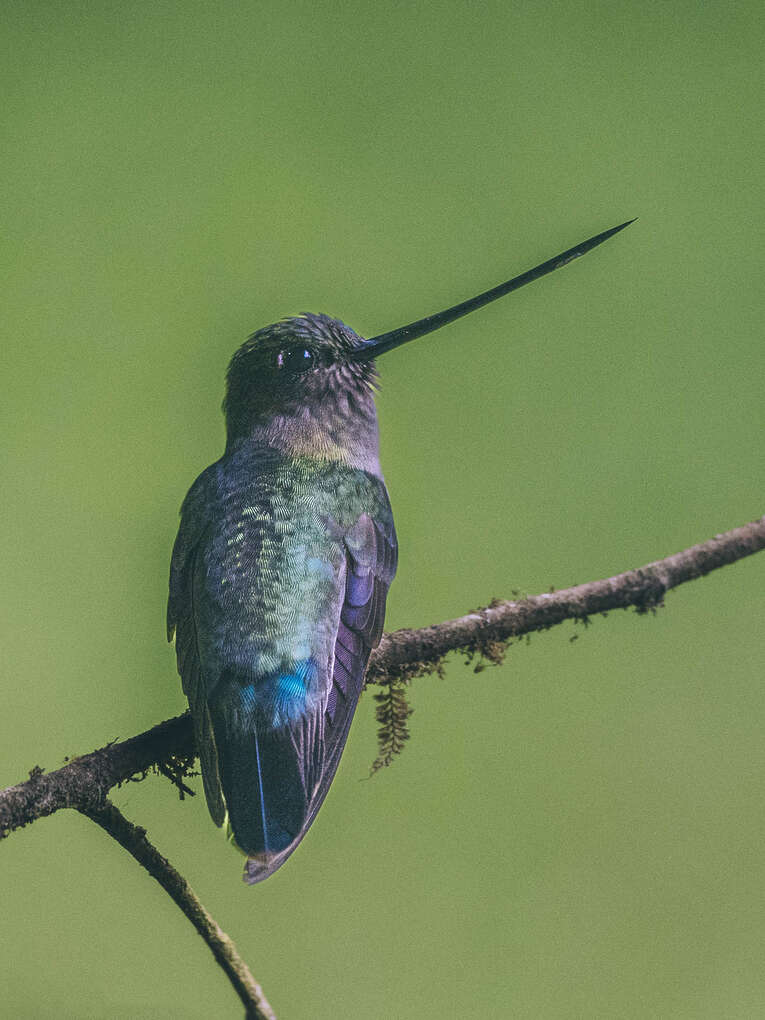 Colombia Birdwatching travel guide: where to do birding in Colombia