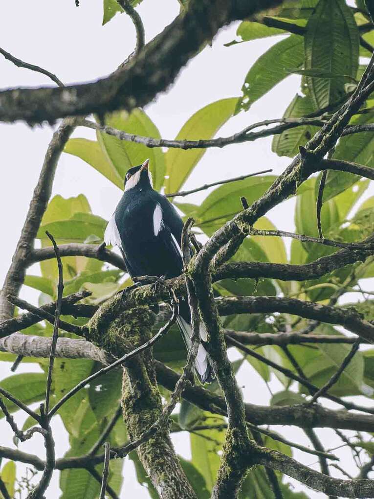 Colombia Birdwatching travel guide: where to do birding in Colombia