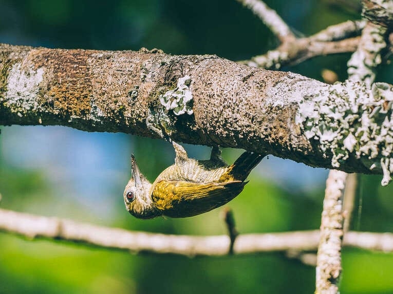 Colombia Birdwatching travel guide: where to do birding in Colombia