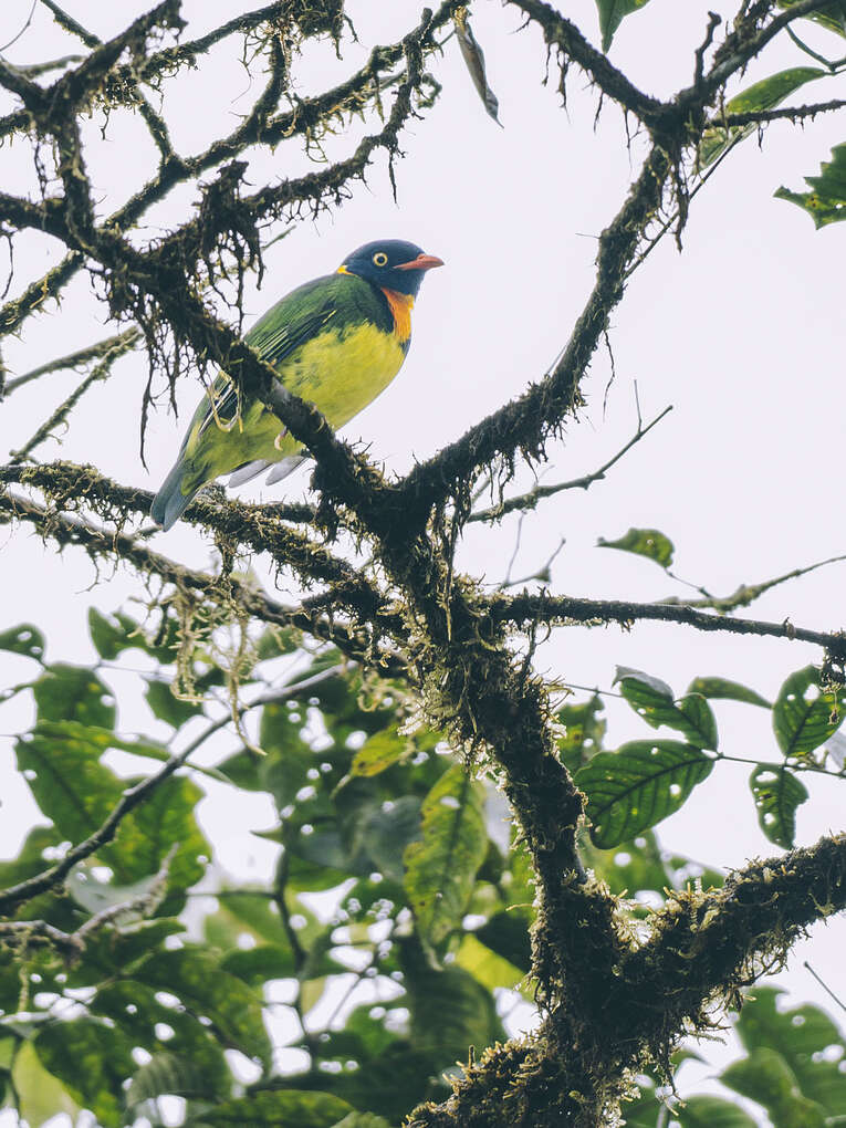 Colombia Birdwatching travel guide: where to do birding in Colombia