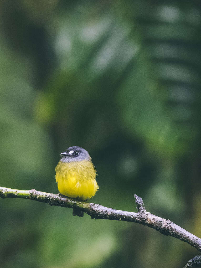 Colombia Birdwatching travel guide: where to do birding in Colombia