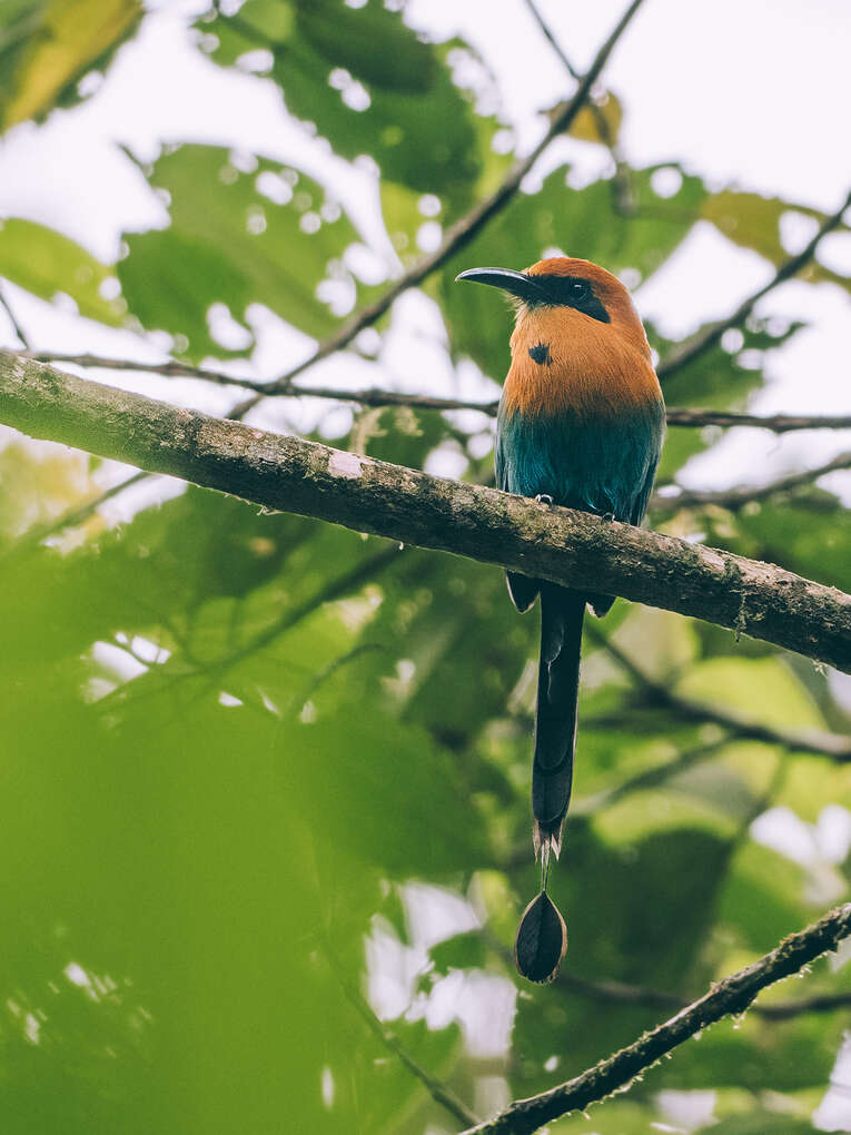 Colombia Birdwatching travel guide: where to do birding in Colombia