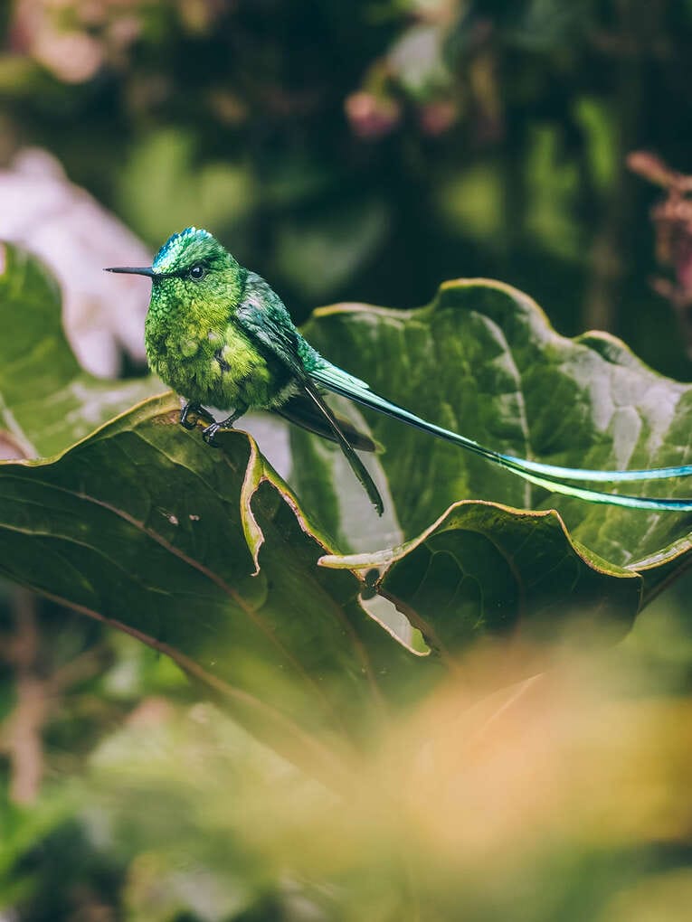 Colombia Birdwatching travel guide: where to do birding in Colombia