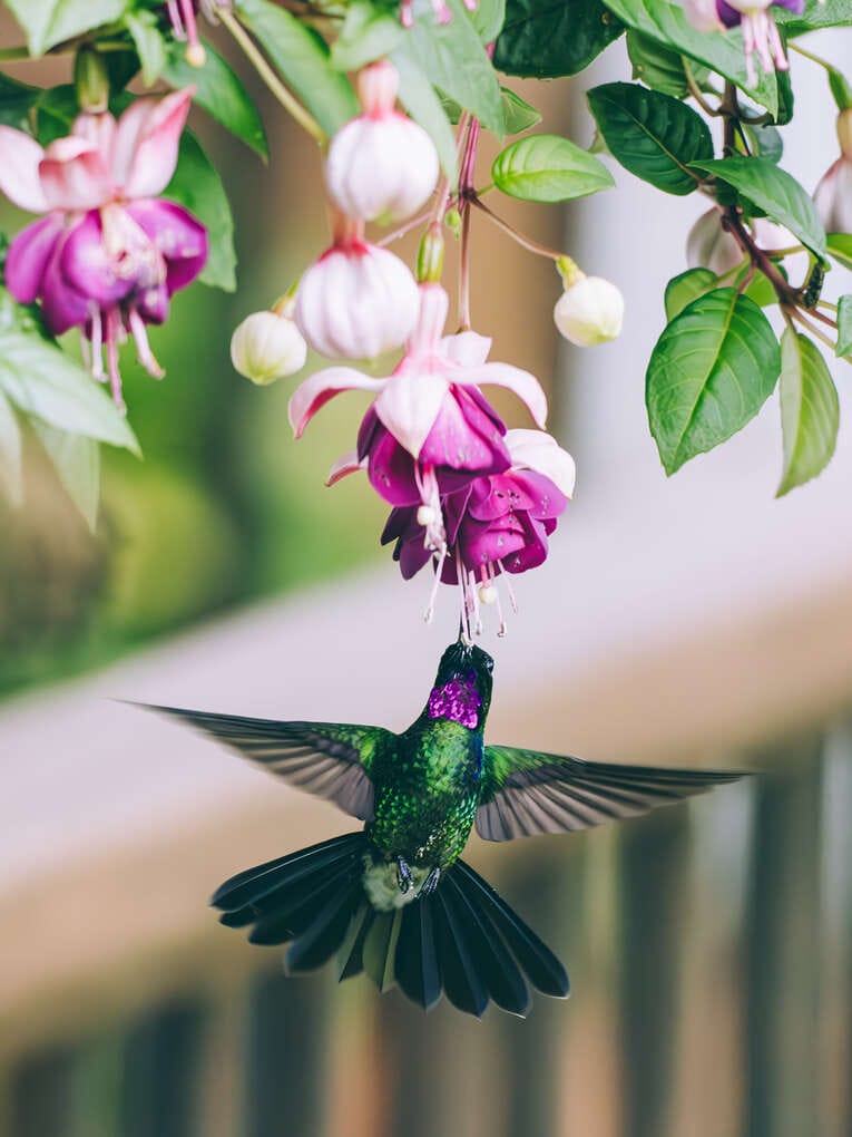 Colombia Birdwatching travel guide: where to do birding in Colombia