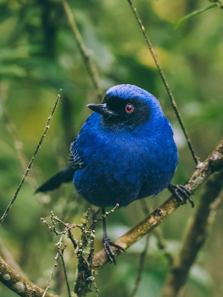 Colombia Birdwatching travel guide: where to do birding in Colombia