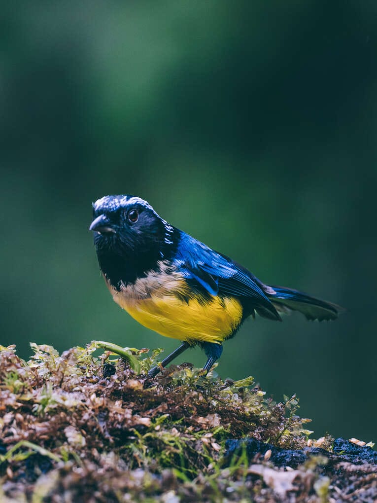 Colombia Birdwatching travel guide: where to do birding in Colombia