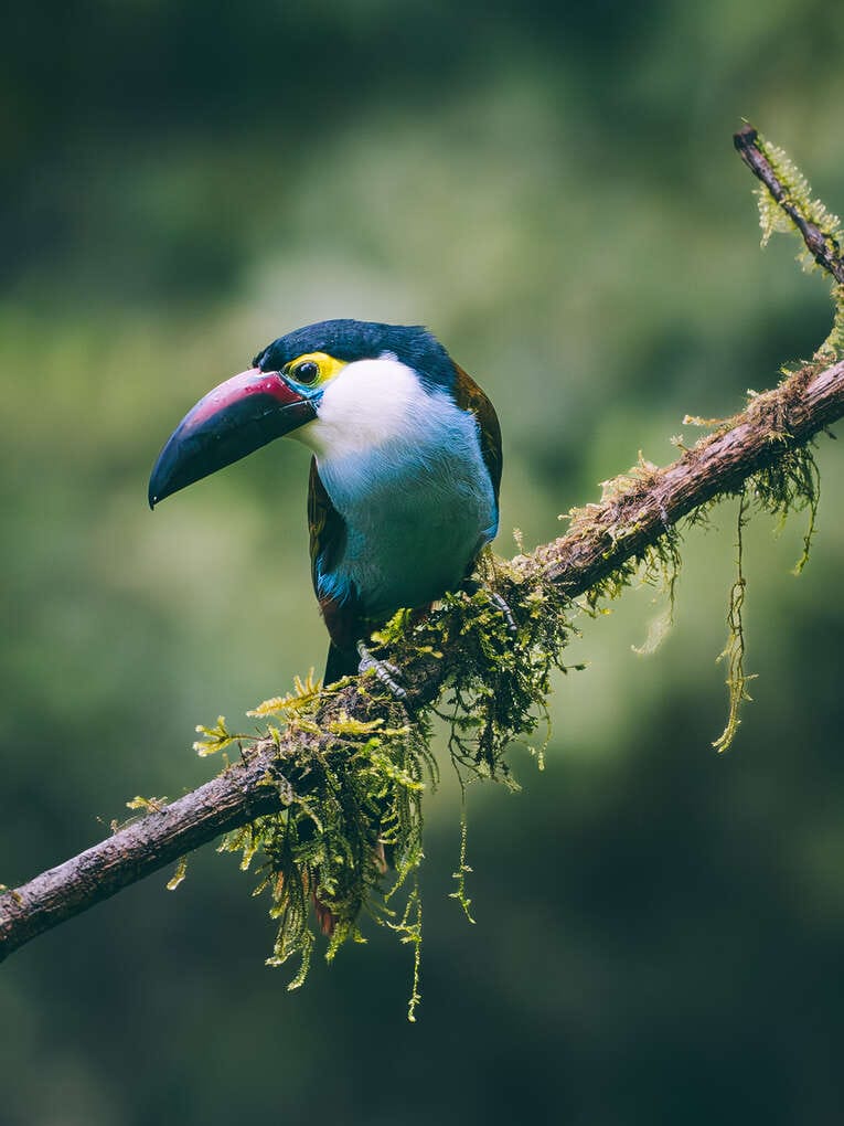 Colombia Birdwatching travel guide: where to do birding in Colombia