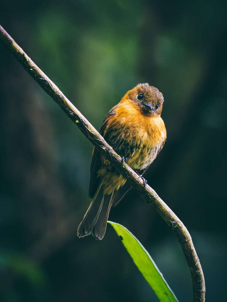 Colombia Birdwatching travel guide: where to do birding in Colombia