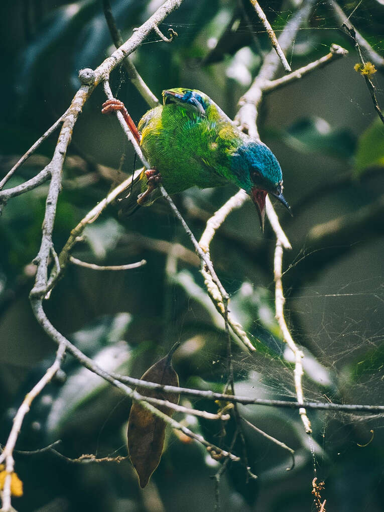 Colombia Birdwatching travel guide: where to do birding in Colombia
