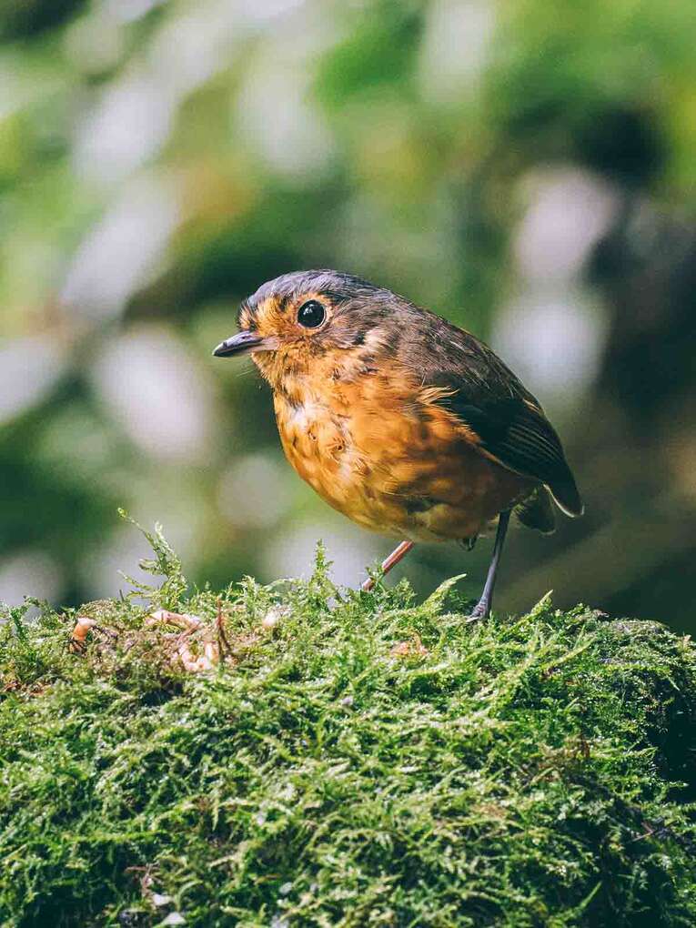 Colombia Birdwatching travel guide: where to do birding in Colombia