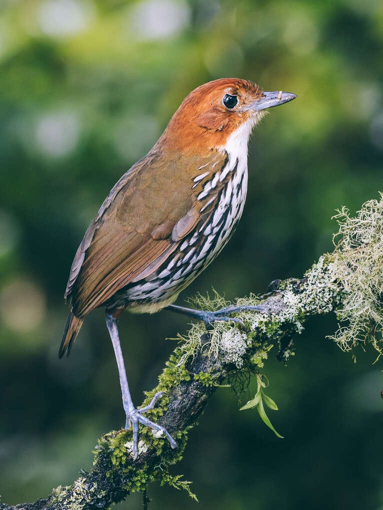 Colombia Birdwatching travel guide: where to do birding in Colombia