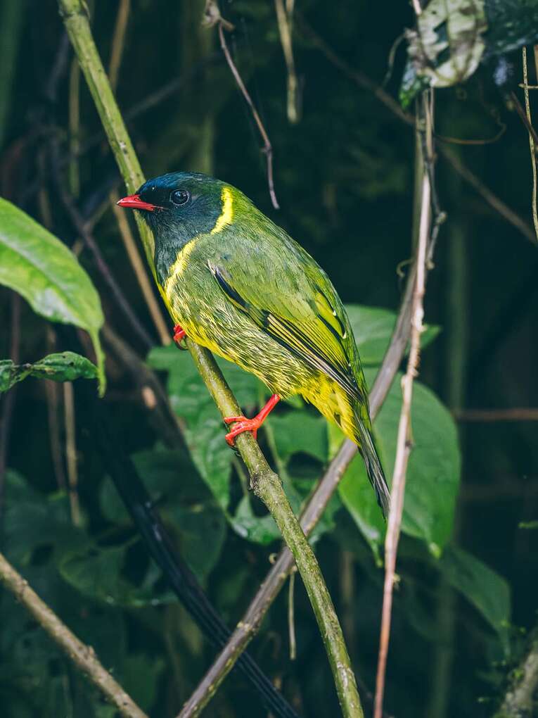 Colombia Birdwatching travel guide: where to do birding in Colombia