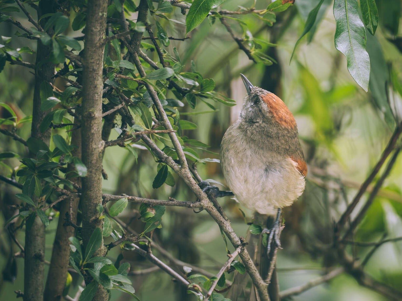 Colombia Birdwatching travel guide: where to do birding in Colombia