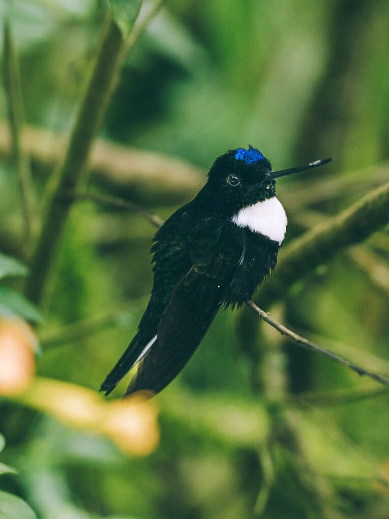 Colombia Birdwatching travel guide: where to do birding in Colombia