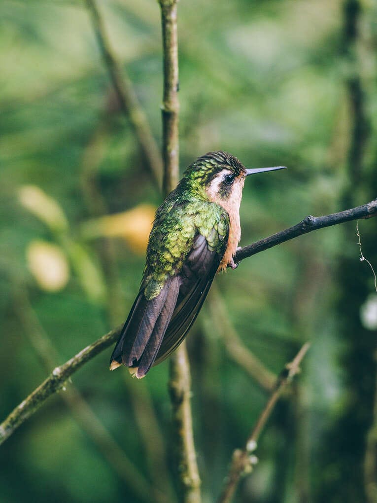 Colombia Birdwatching travel guide: where to do birding in Colombia
