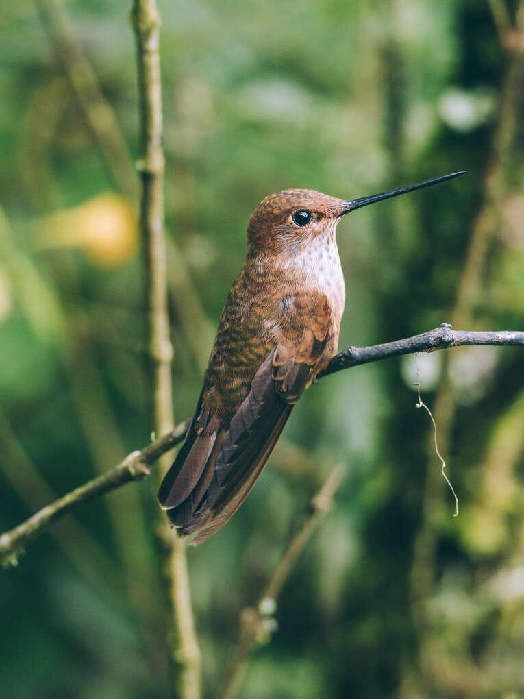Colombia Birdwatching travel guide: where to do birding in Colombia