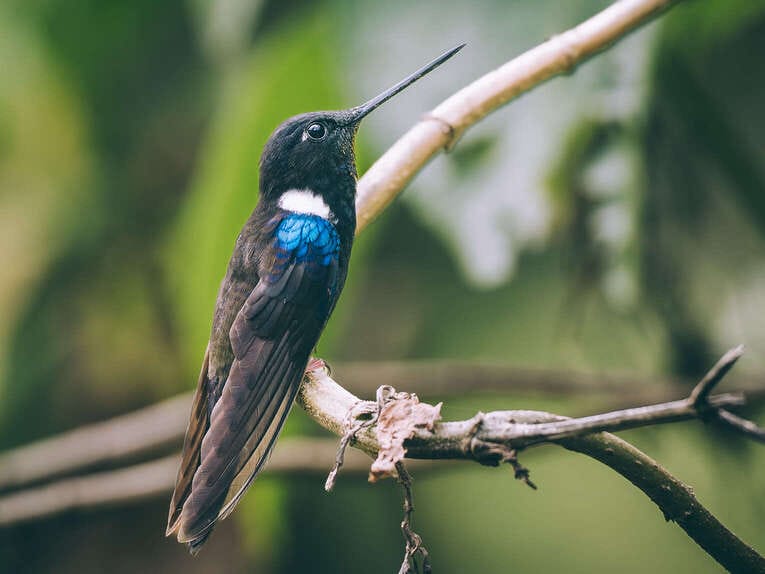 Colombia Birdwatching travel guide: where to do birding in Colombia