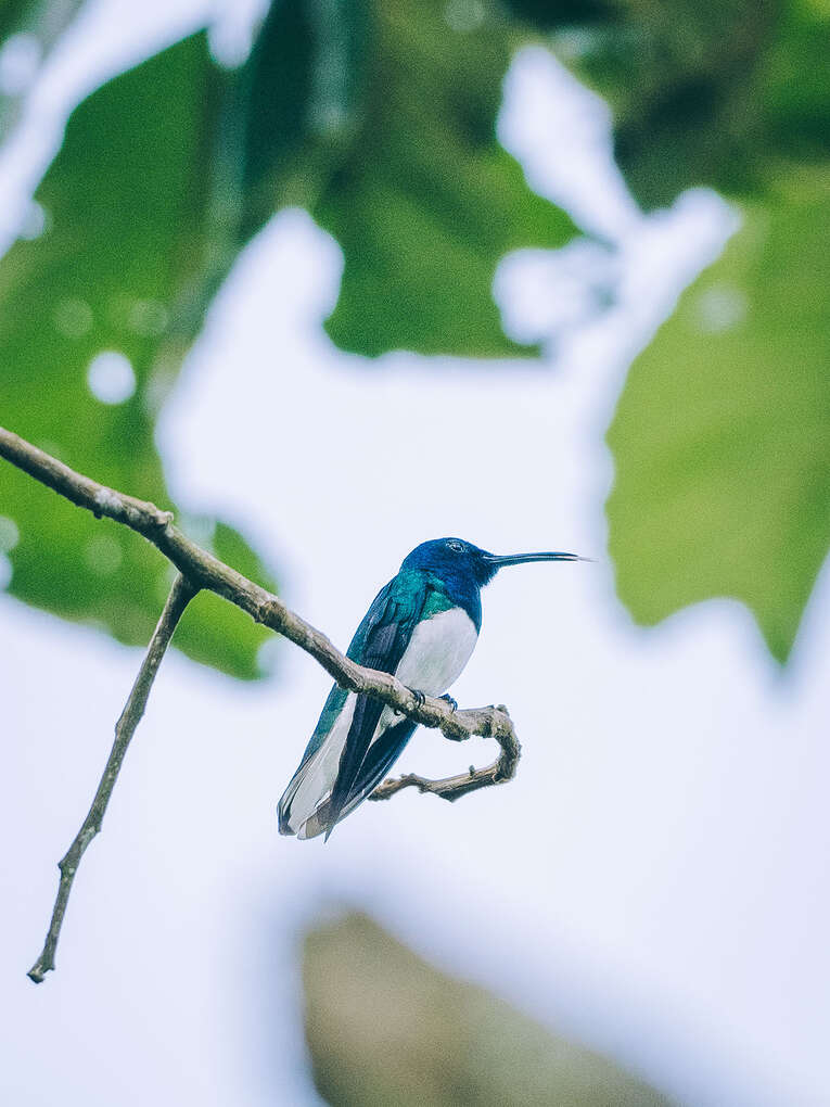 Colombia Birdwatching travel guide: where to do birding in Colombia
