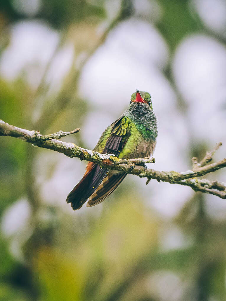Colombia Birdwatching travel guide: where to do birding in Colombia
