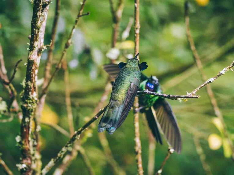 Colombia Birdwatching travel guide: where to do birding in Colombia