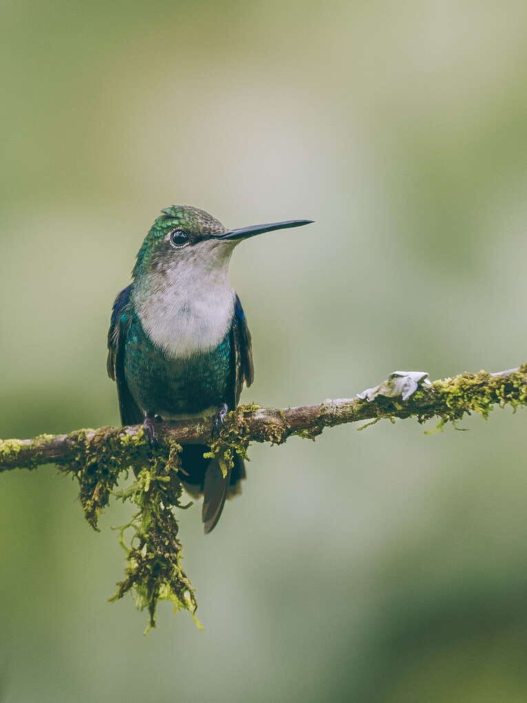 Colombia Birdwatching travel guide: where to do birding in Colombia