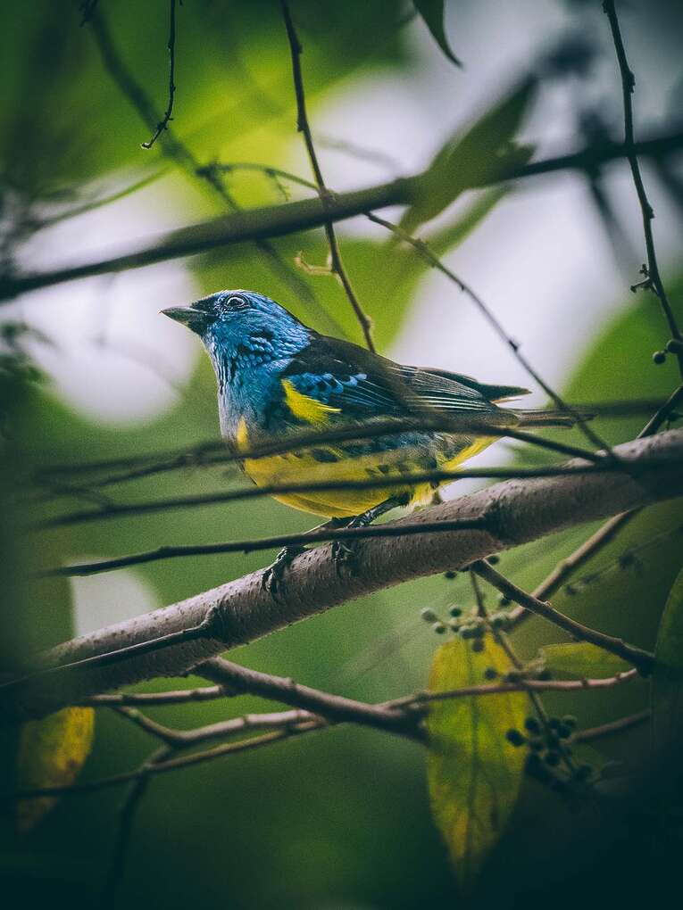 Colombia Birdwatching travel guide: where to do birding in Colombia