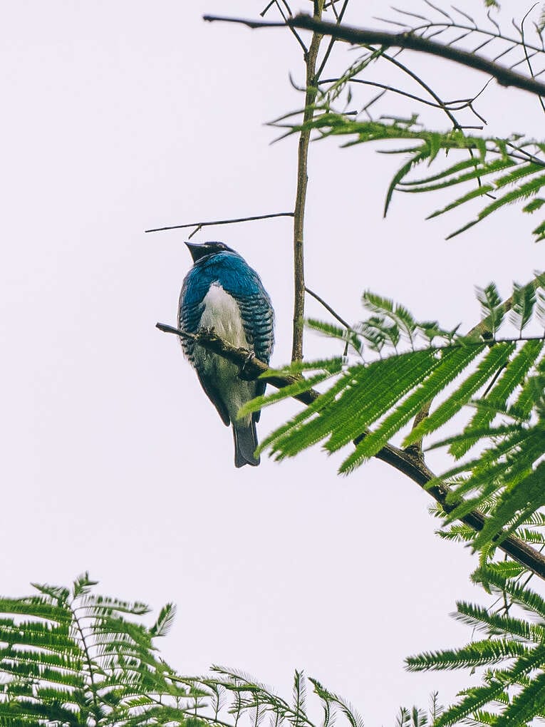 Colombia Birdwatching travel guide: where to do birding in Colombia
