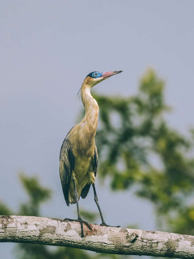 Colombia Birdwatching travel guide: where to do birding in Colombia