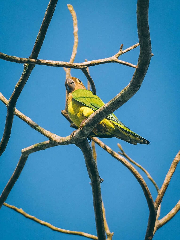 Colombia Birdwatching travel guide: where to do birding in Colombia
