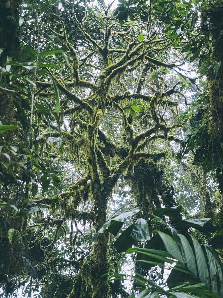 Rio Ñambi nature reserve near Pasto, one of the most beautiful in Colombia