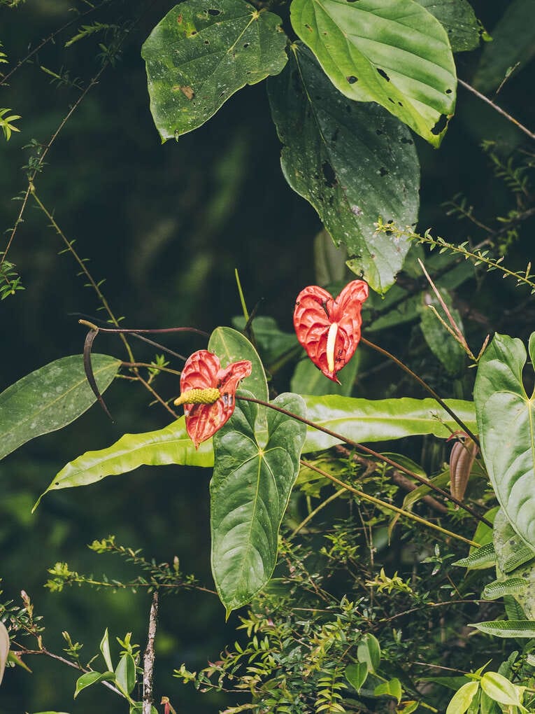 Rio Ñambi nature reserve near Pasto, one of the most beautiful in Colombia