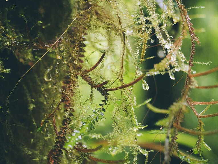 Rio Ñambi nature reserve near Pasto, one of the most beautiful in Colombia