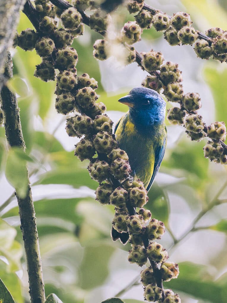 Rio Ñambi nature reserve near Pasto, one of the most beautiful in Colombia