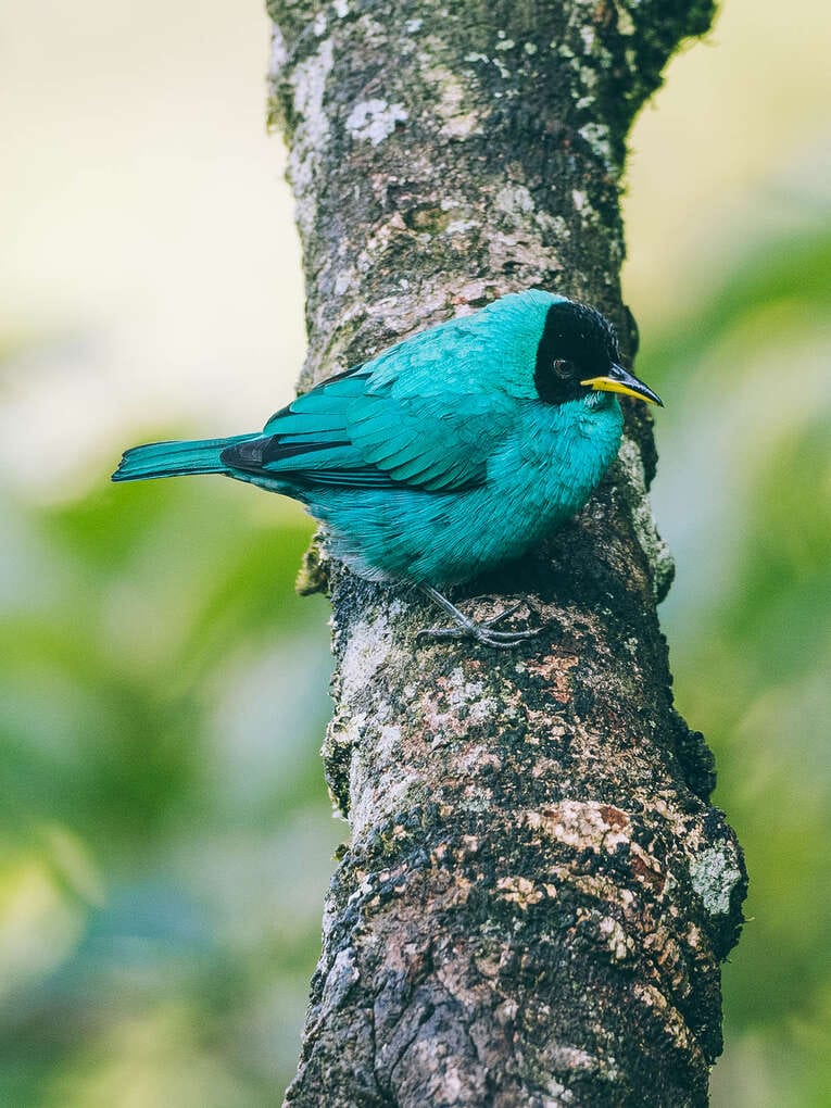 Rio Ñambi nature reserve near Pasto, one of the most beautiful in Colombia