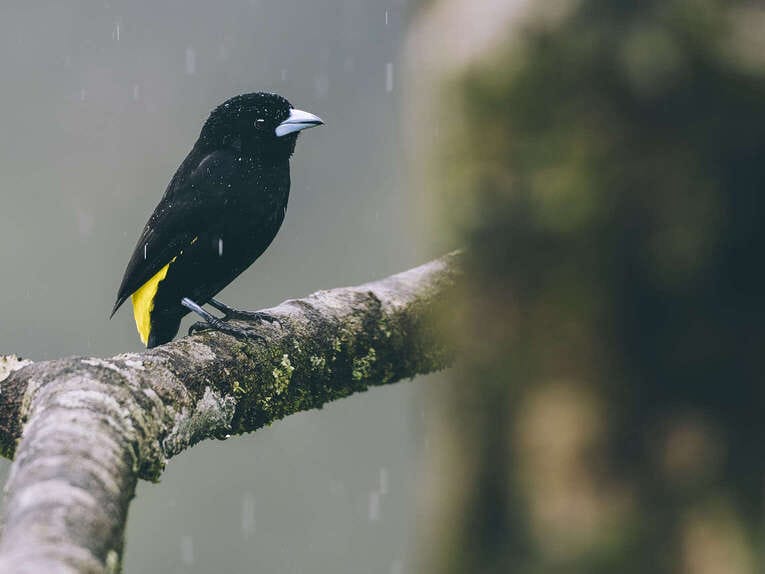 Rio Ñambi nature reserve near Pasto, one of the most beautiful in Colombia