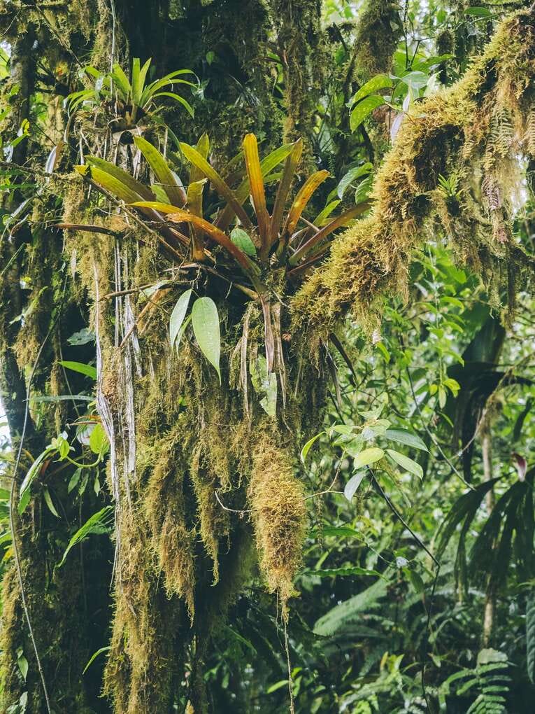 Rio Ñambi nature reserve near Pasto, one of the most beautiful in Colombia