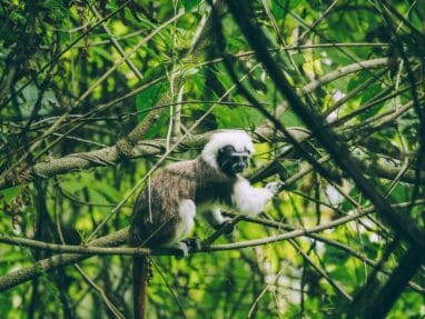 Bunkuany travel guide: the alternative trek to the Lost City