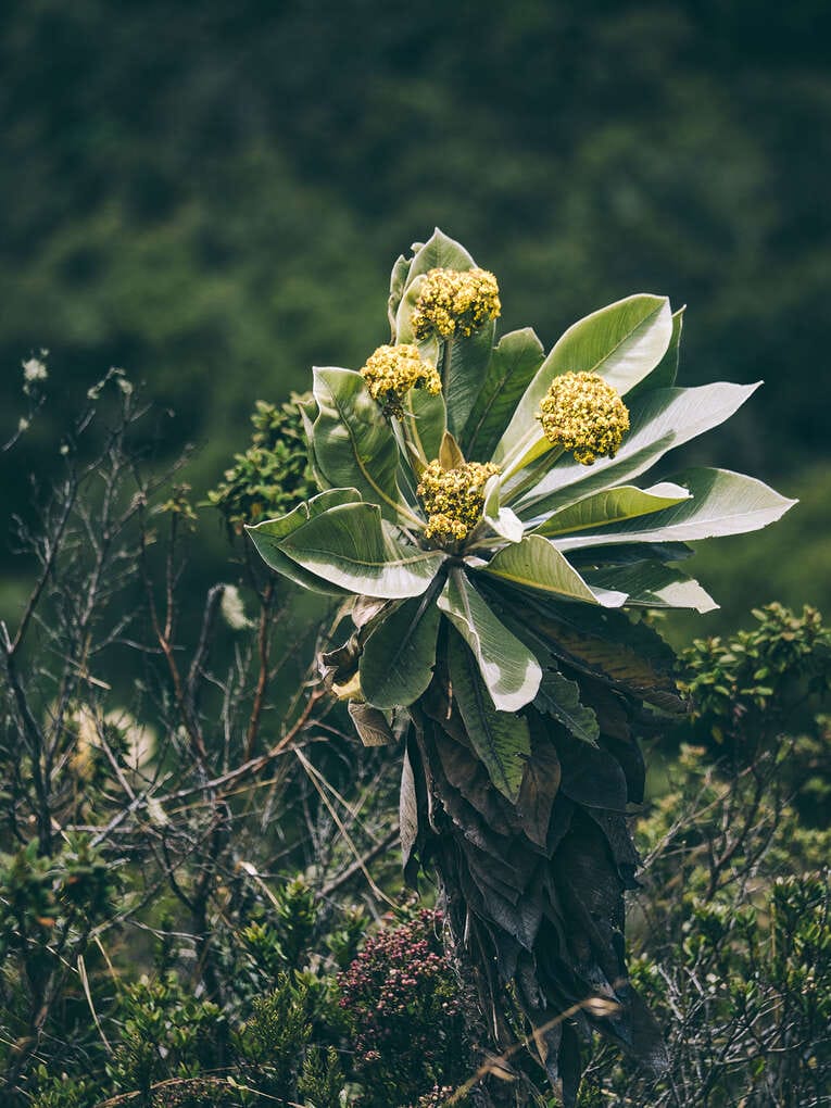 Laguna de Iguaque, hike in the natural park near Villa de Leyva