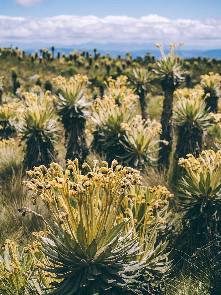 Laguna de Iguaque, hike in the natural park near Villa de Leyva