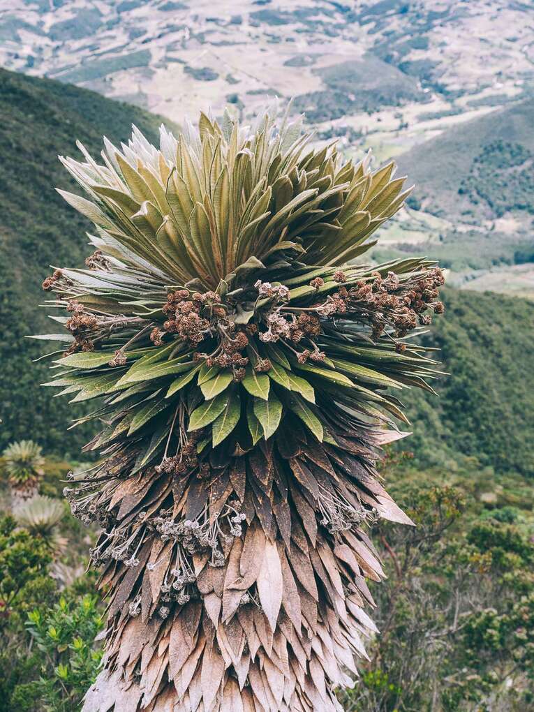 Laguna de Iguaque, hike in the natural park near Villa de Leyva