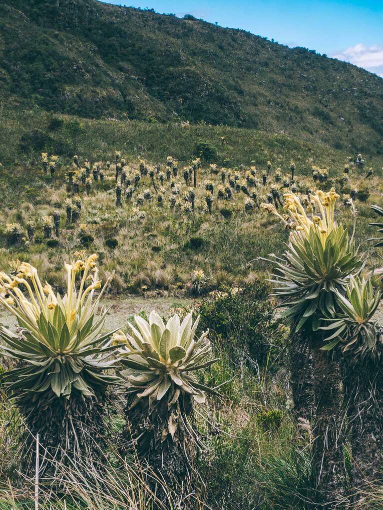 Laguna de Iguaque, hike in the natural park near Villa de Leyva
