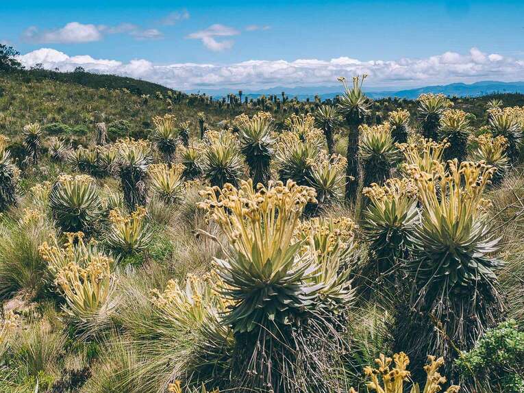 Laguna de Iguaque, hike in the natural park near Villa de Leyva