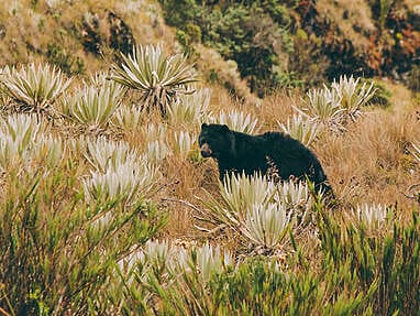 Pantano de Martus, in search of the spectacled bear