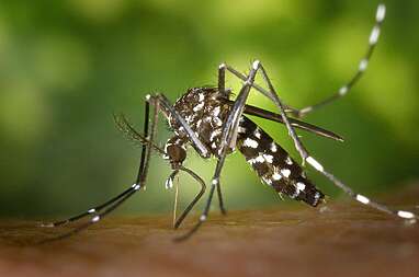 Yellow Fever Vaccine in Colombia: Situation and Recommendations