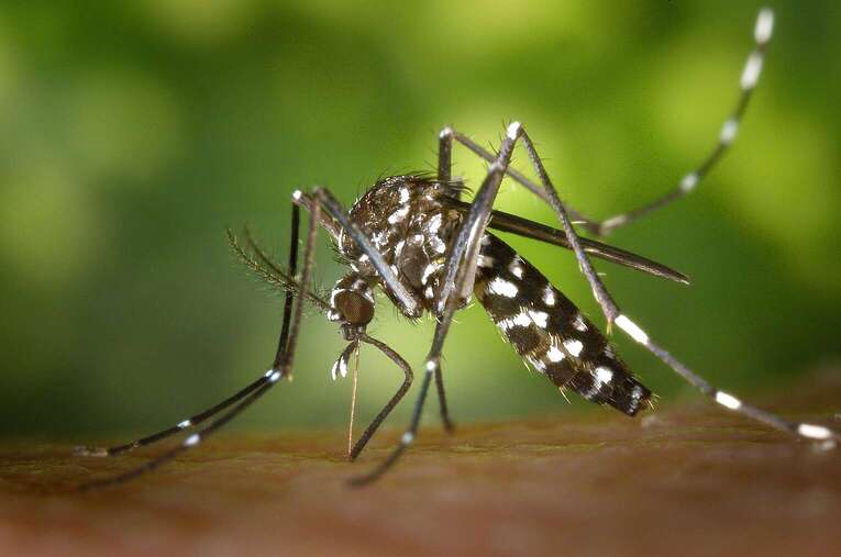Yellow Fever Vaccine in Colombia: Situation and Recommendations